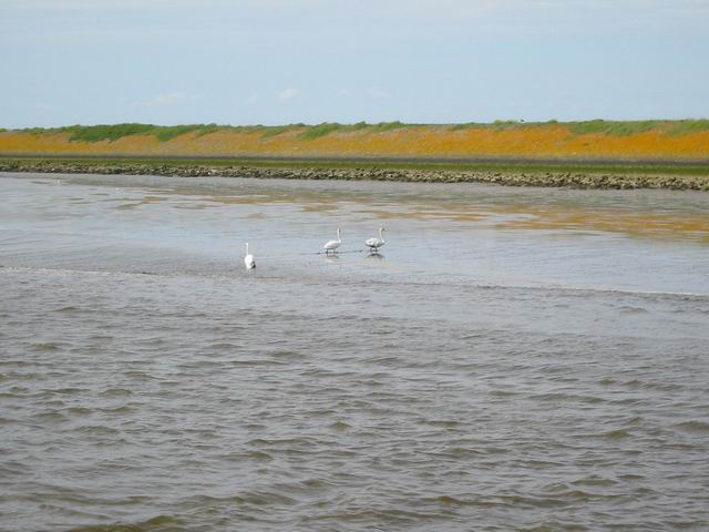Image 50 of 184  -  45 kB